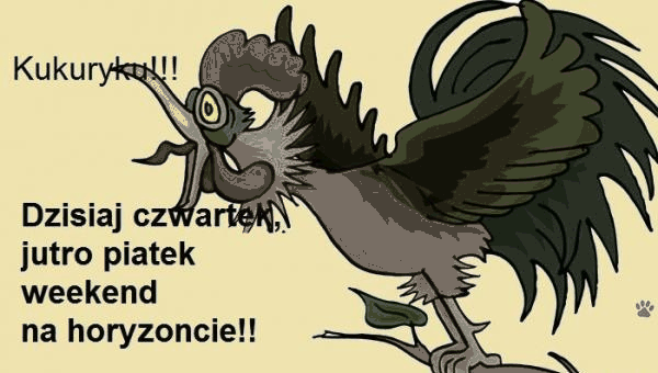 Kogut piejący na czwartek